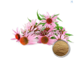 premium-organic-coneflower-powder-manufacturer-small-0