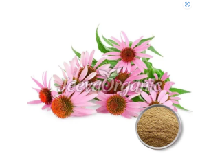 Premium Organic Coneflower Powder Manufacturer