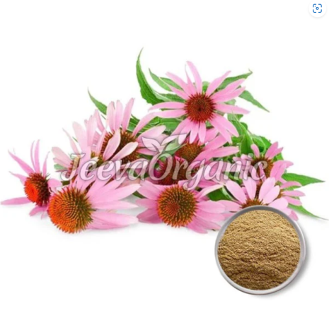 premium-organic-coneflower-powder-manufacturer-big-0